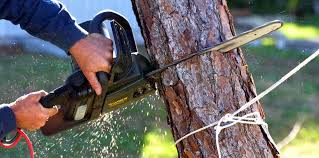 Best Tree Maintenance Programs  in Point Roberts, WA